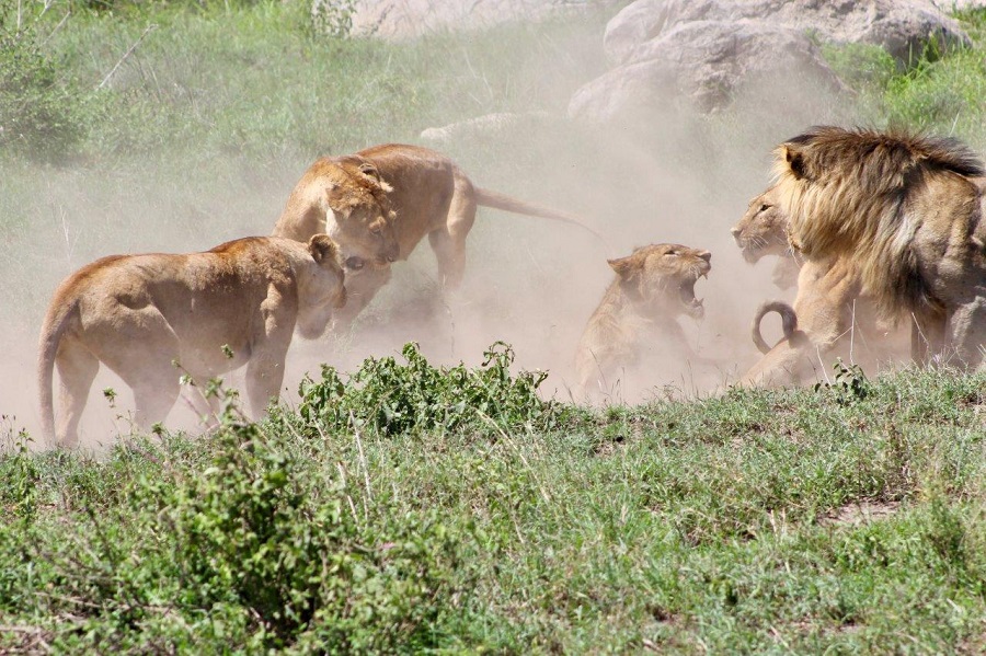 Benefit From The Sensational And Remarkable Tanzania Family Safari