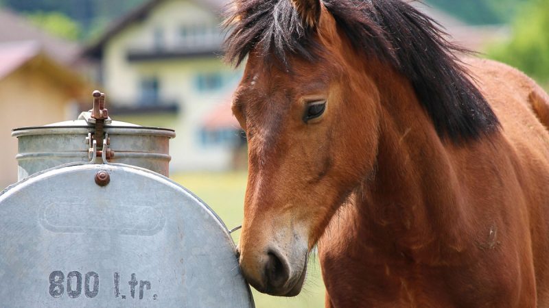 Which Water Trough Is The Best For Me?