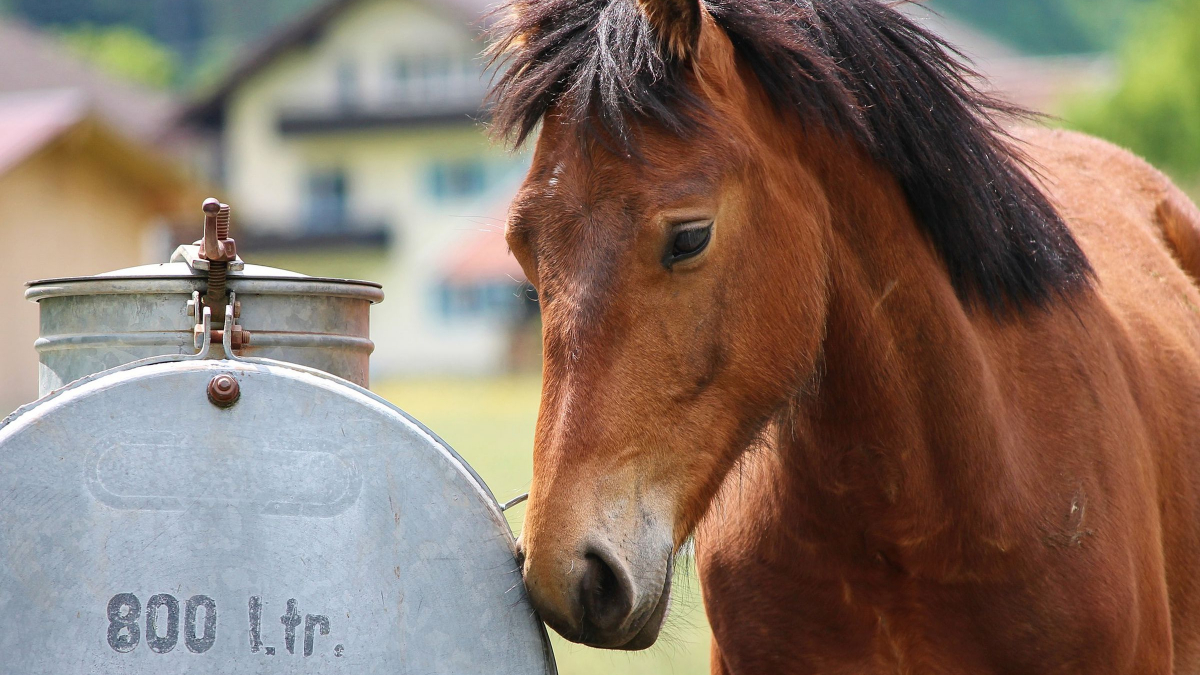 Which Water Trough Is The Best For Me?