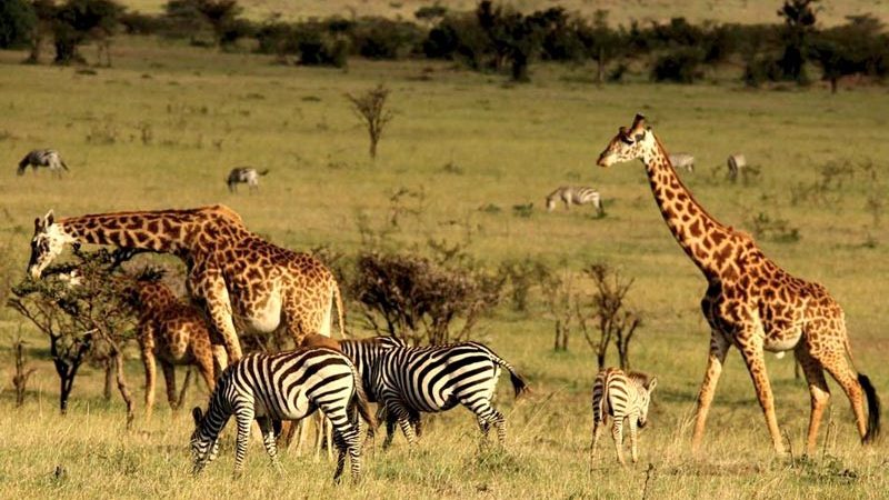 Get Lifetime of experience from Your Wildlife Safari in Kenya