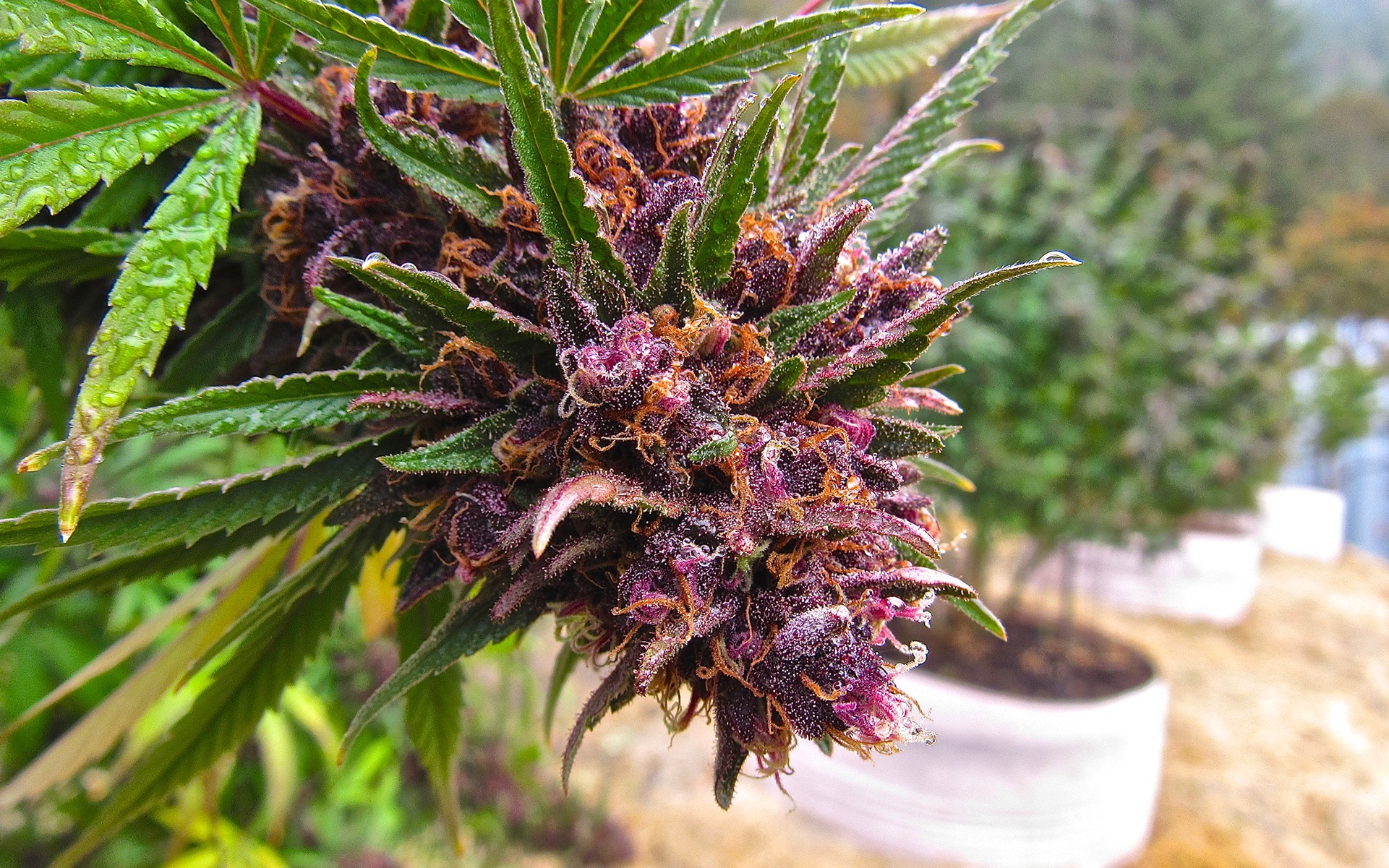 How Your Nose Helps You to Enjoy Terpenes 