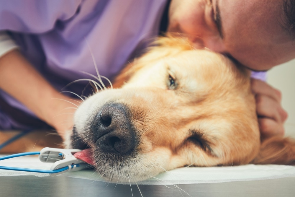 Keeping Dog As A Pet, Preparing the Dog’s Needs