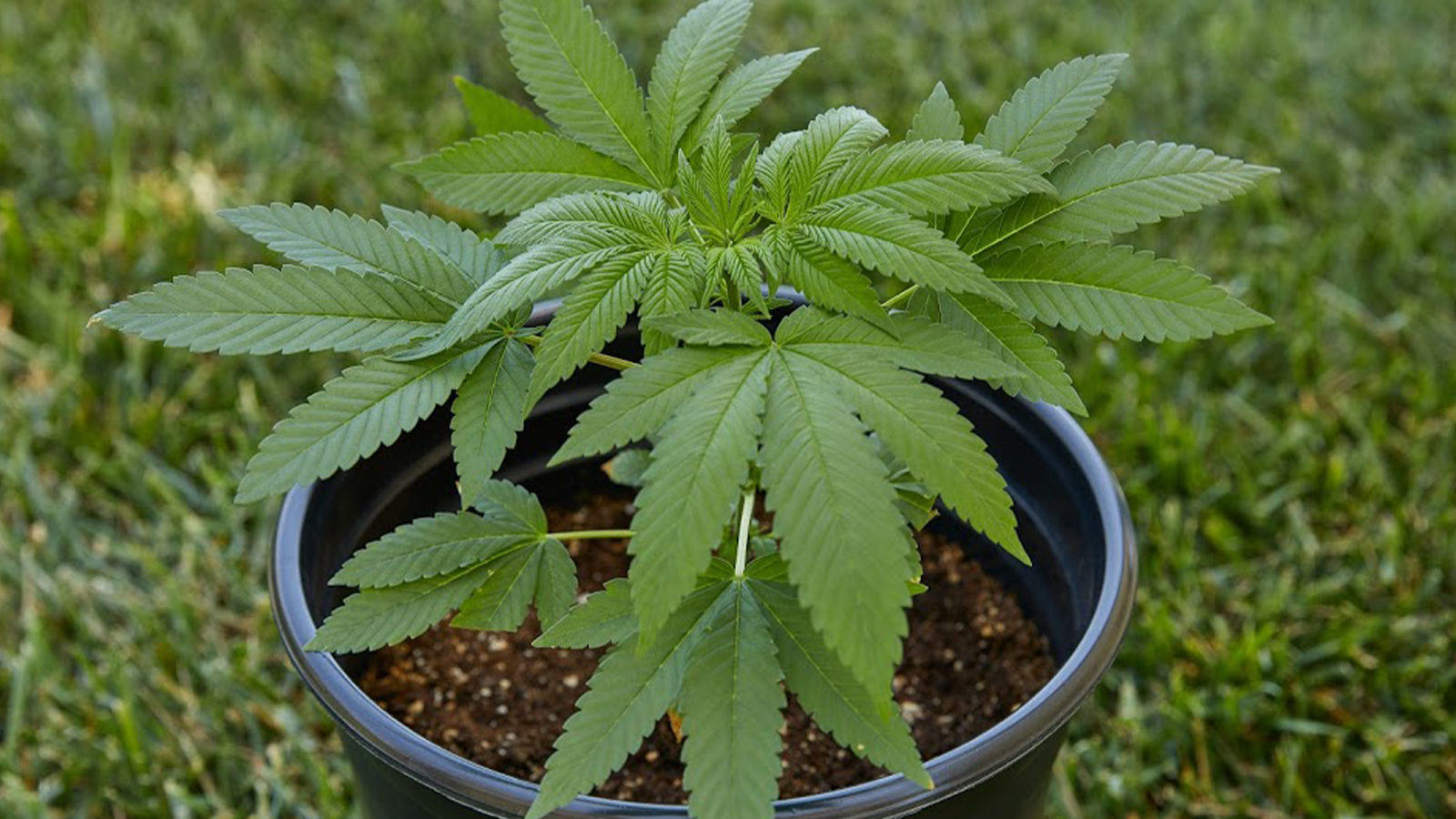 HOW TO WATER YOUR CANNABIS PLANTS