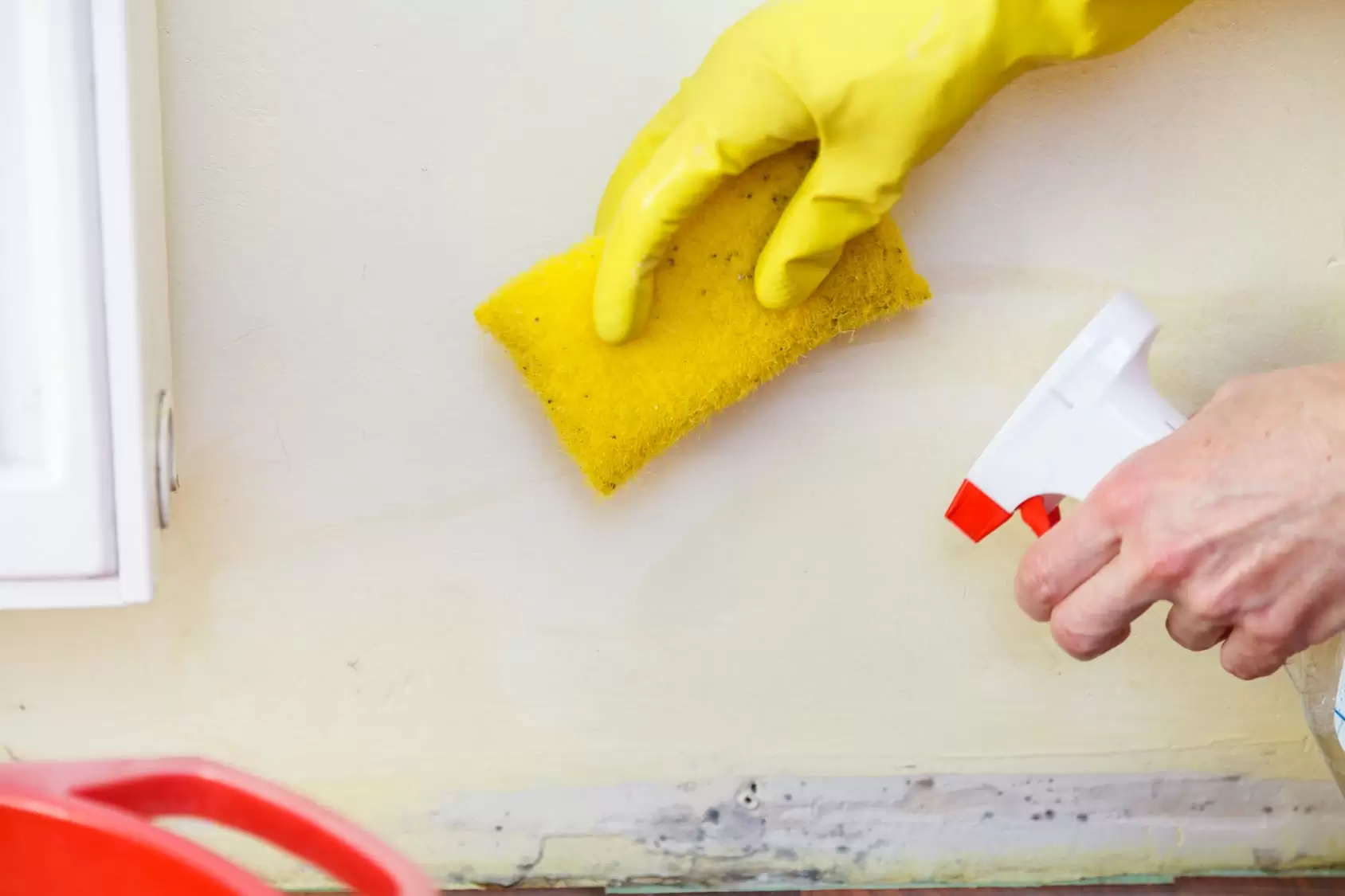 Who Can Remediate Mold from Your Home?